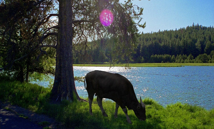 Grazing Bison or Whatever and Bubble