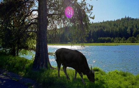 Grazing Bison or Whatever and Bubble