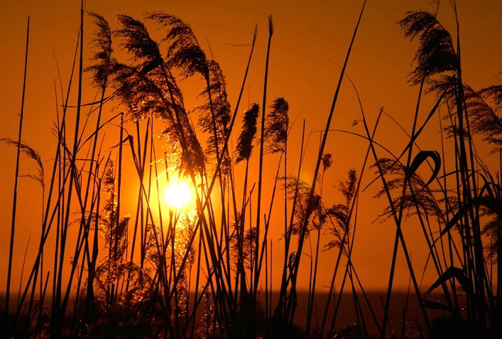 Reeds during sunset