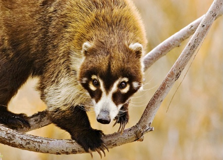 Coati