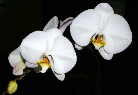 Cropped Orchids
