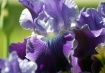 Purple Iris II