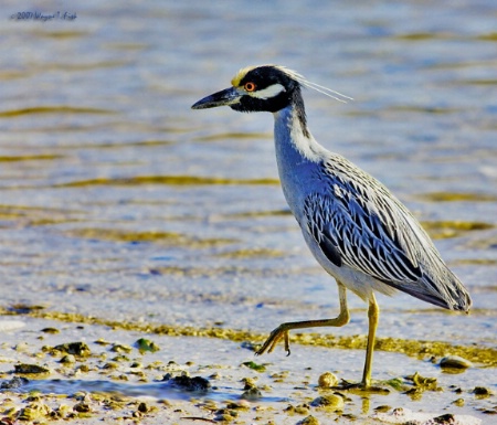 Yellow-Crowned Night Heron