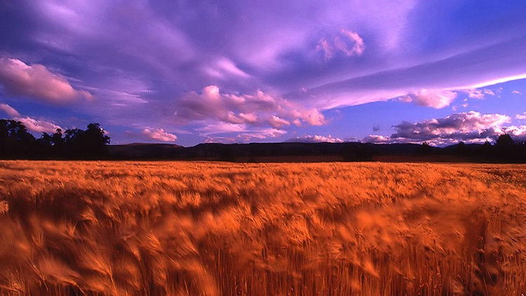 "Wheat Field"