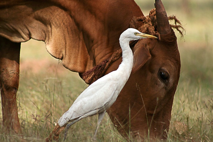 Unspoken Bonds