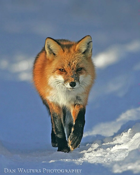 Red Fox