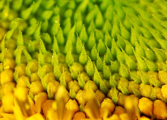 Sunflower Details