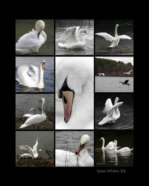 Mute Swan Collection