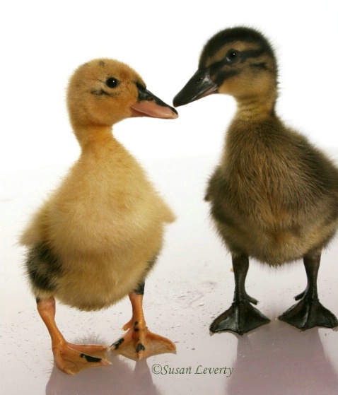2 baby ducks #1 