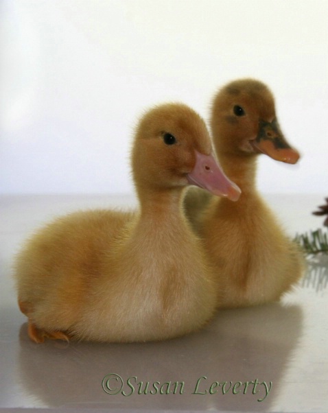 2 little ducklings laying down