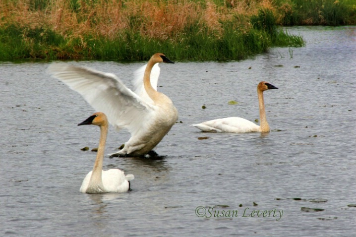 3 Swans