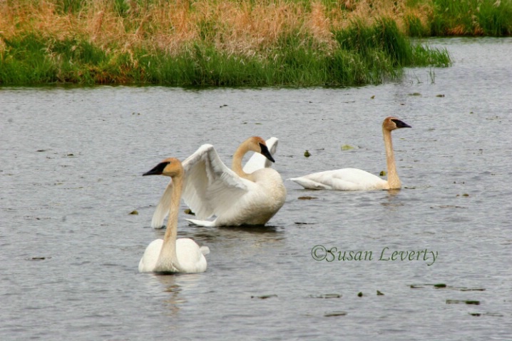 3 Swans in Pond