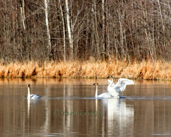 Swans in the pond with wings flapping
