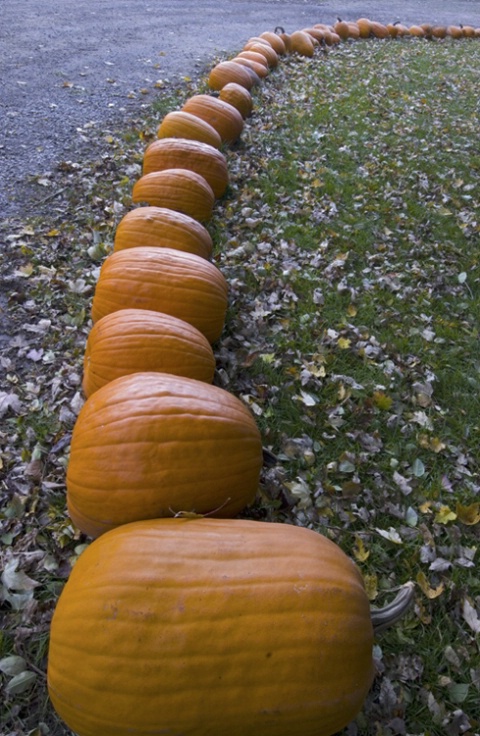 Pumpkin Curve