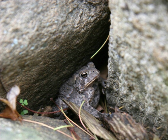 Toad hiding Horizontal