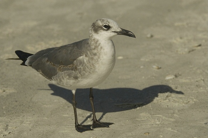 Laughing Gull and Shadow