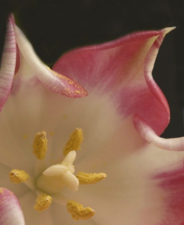 Close Up Tulip