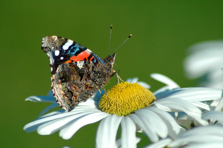Painted Lady On A Daisy