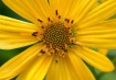 OLD  YELLOW