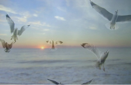 Seagulls in a Surreal Sunrise