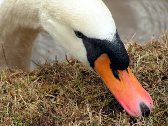 Swan eating