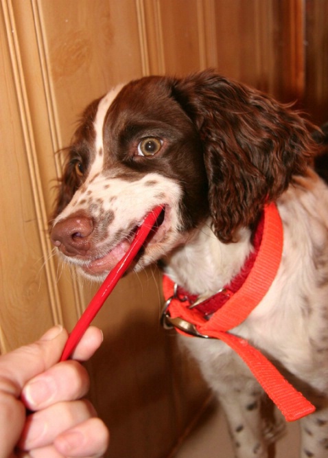 Springer Pup Brushing her teeth.