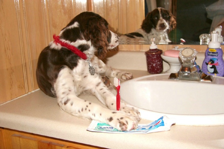 Springer pup checking her look in the mirror.