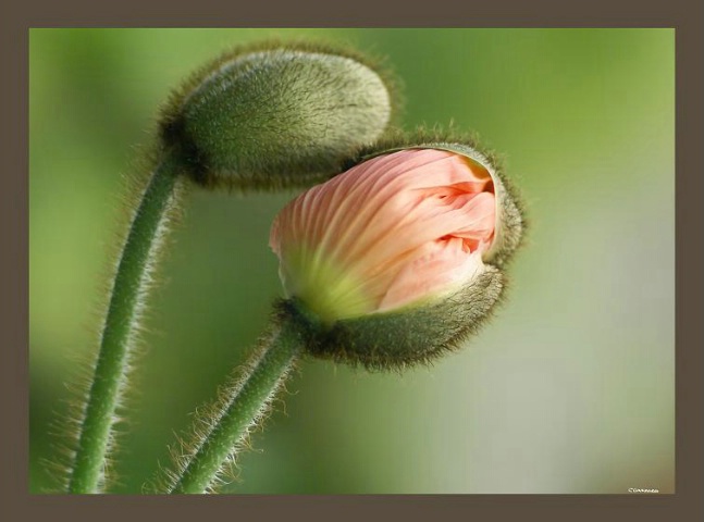 Poppy Blooming