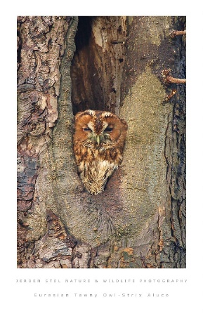 Eurasian Tawny Owl-Strix Aluco