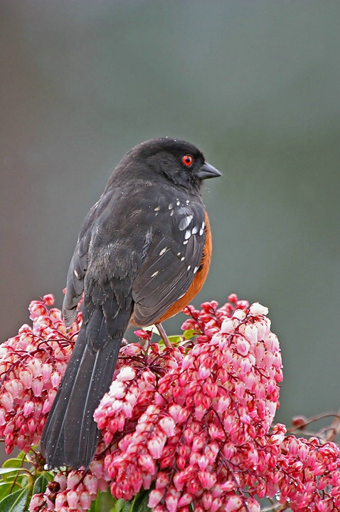 Spotted Towhee - ID: 3502594 © Janine Russell