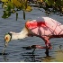 © Donald E. Chamberlain PhotoID# 3502618: Drinking Roseate Spoonbill