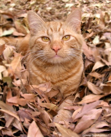 Nestled in the Leaves