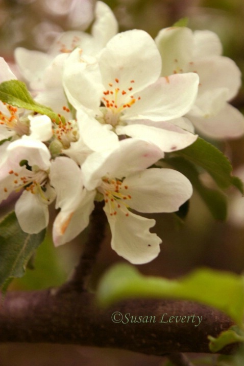White Apple Blooms