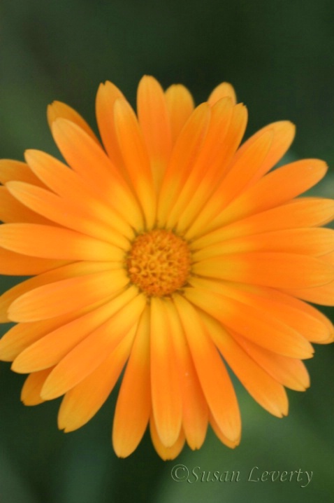 Orange Daisy Vertical