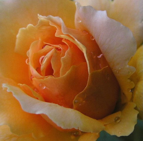 ~Dewed Rose~