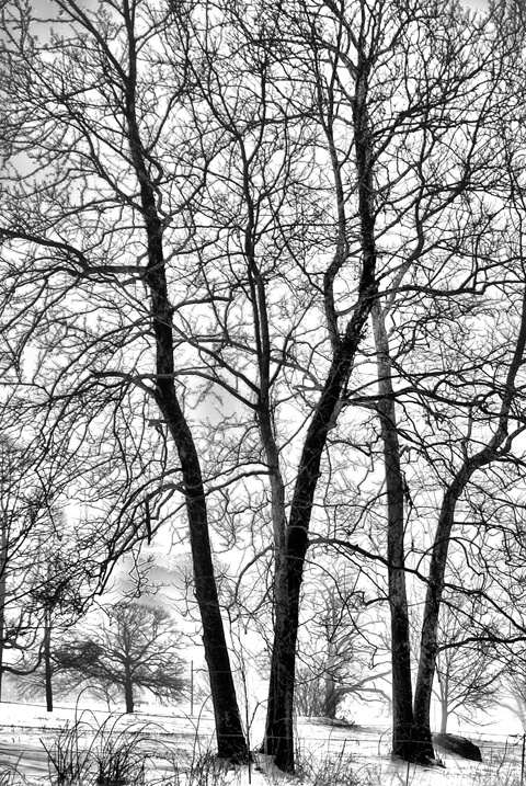 Trees in Winter - ID: 3505559 © Laurie Daily
