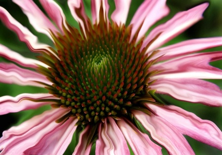 Crazy Coneflower