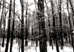 Winter Forest