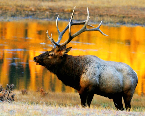 Bull Elk at Sunrise
