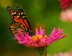 BUTTERFLY AY DEEP...