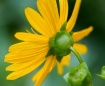 DEEP CUT GARDENS,...