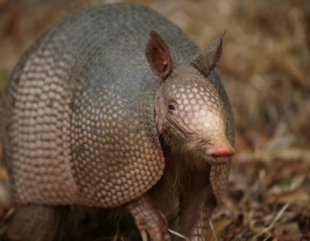 Alabama Armadillo