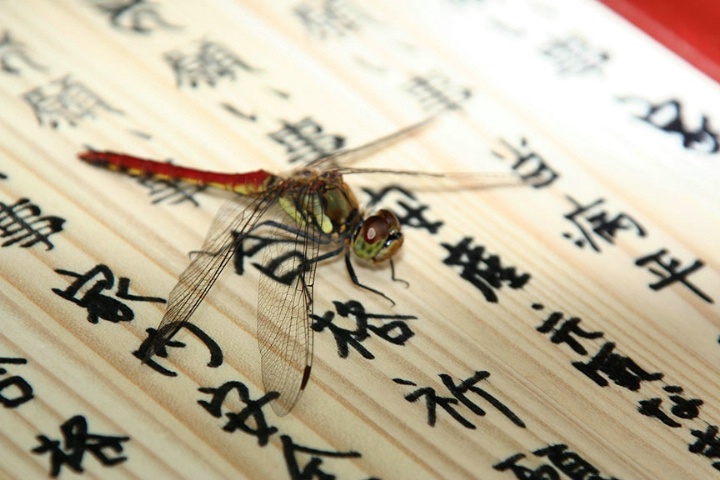 Found Dragonfly