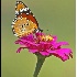 © VISHVAJIT JUIKAR PhotoID # 3514633: Flower and Butterfly-1