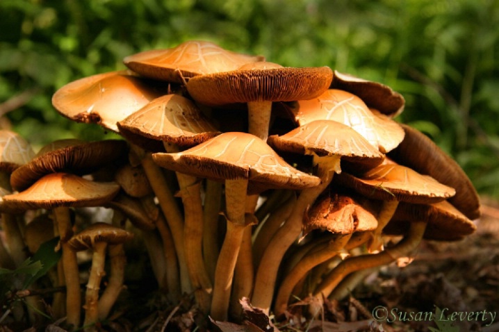 Group of  Dark Mushrooms
