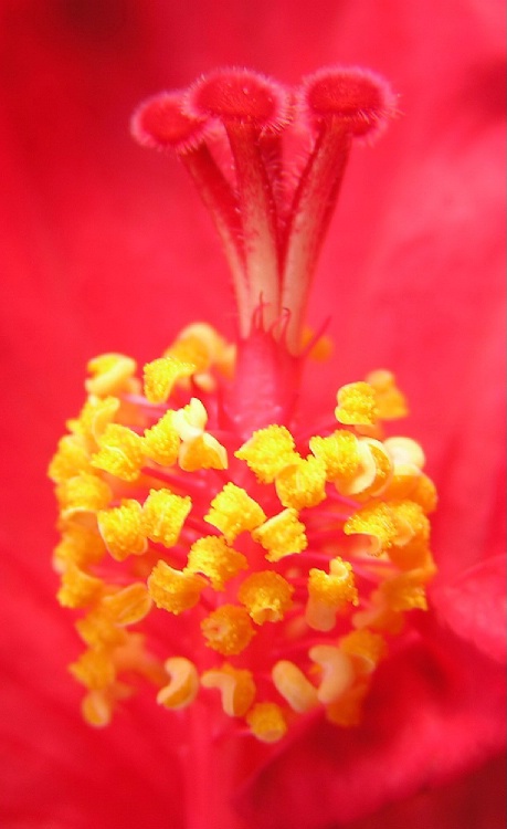 Flower details in red and yellow