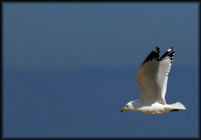 In Flight