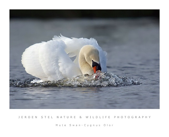 Angry Mute Swan-Cygnus olor