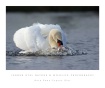 Angry Mute Swan-C...