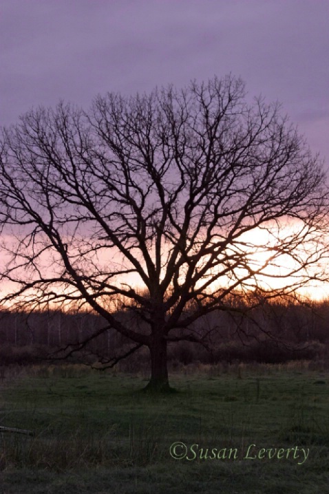 Bare Oak tree in pasture